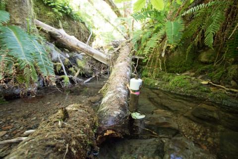WS01 hydrology
