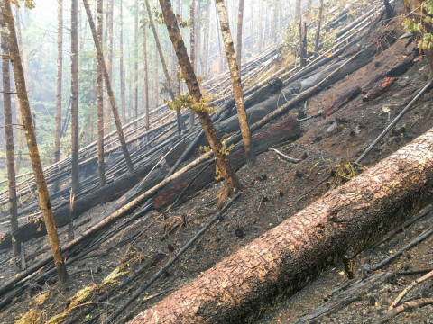 Holiday Farm Fire 2020