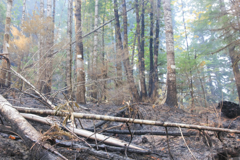 Holiday Farm Fire 2020