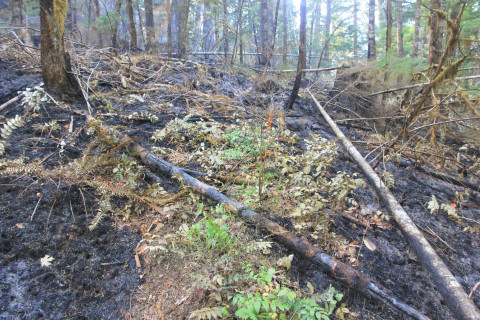 Holiday Farm Fire 2020