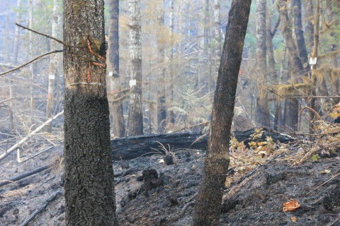 Holiday Farm Fire 2020