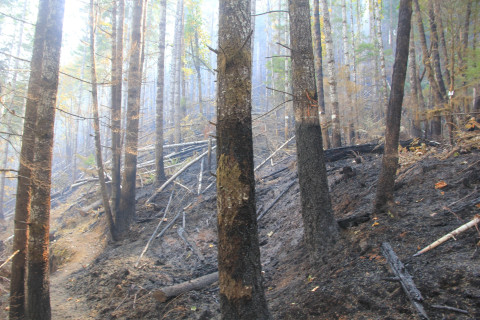 Holiday Farm Fire 2020