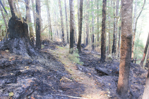 Holiday Farm Fire 2020