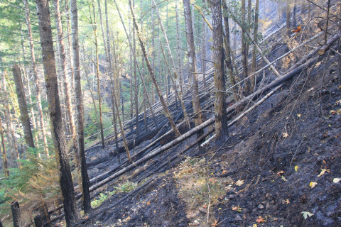 Holiday Farm Fire 2020