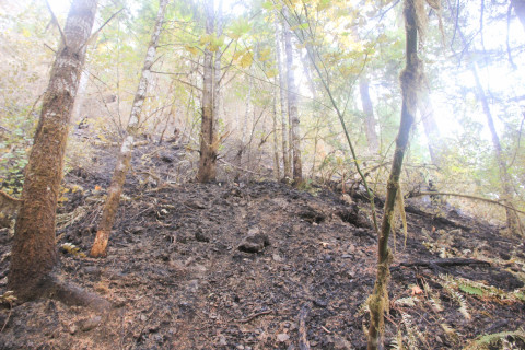Holiday Farm Fire 2020
