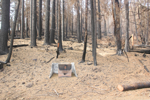 Holiday Farm Fire 2020