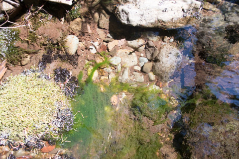Drought Experiment