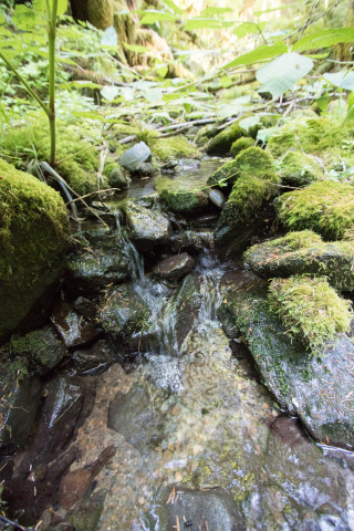 Stream Invertebrate Sampling 2021