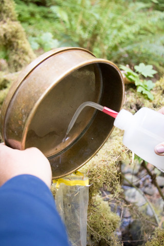 Stream Invertebrate Sampling 2021