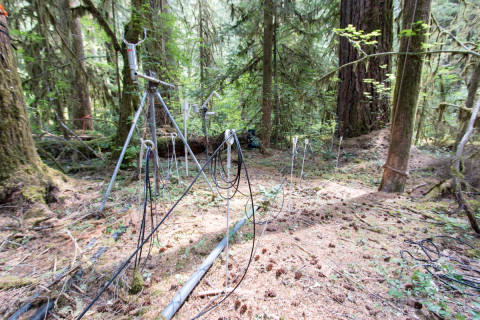 Canopy Ecology Field Work 2021