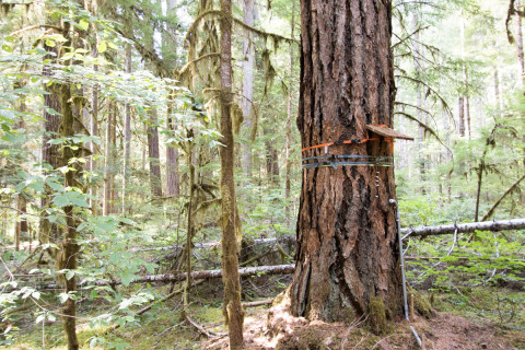 Canopy Ecology Field Work 2021
