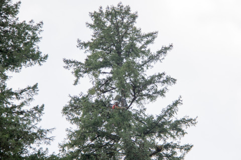Canopy Ecology Field Work 2021