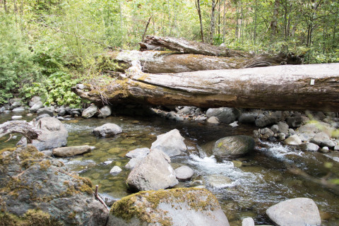 Canopy Ecology Field Work 2021