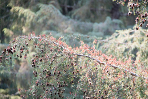 Canopy Ecology Field Work 2021