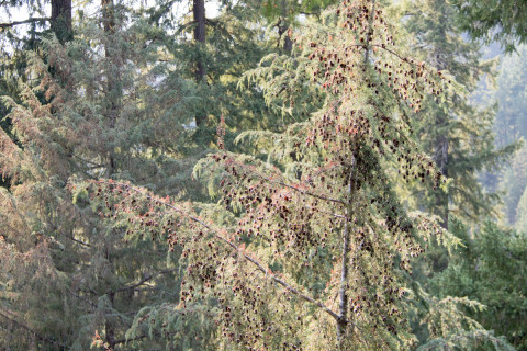 Canopy Ecology Field Work 2021