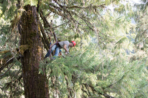 Canopy Ecology Field Work 2021
