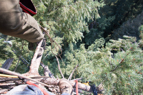 Canopy Ecology Field Work 2021