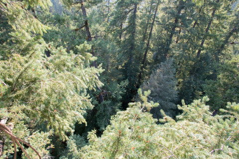 Canopy Ecology Field Work 2021