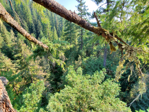 Canopy Ecology Field Work 2021