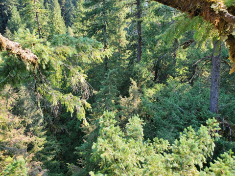 Canopy Ecology Field Work 2021