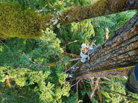 Canopy Ecology Field Work 2021