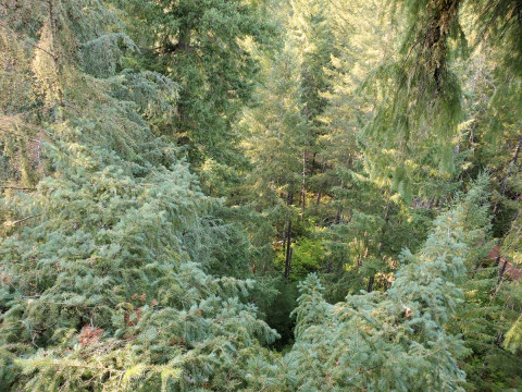 Canopy Ecology Field Work 2021