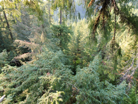 Canopy Ecology Field Work 2021