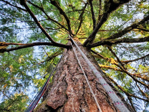 Canopy Ecology Field Work 2021
