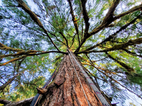 Canopy Ecology Field Work 2021