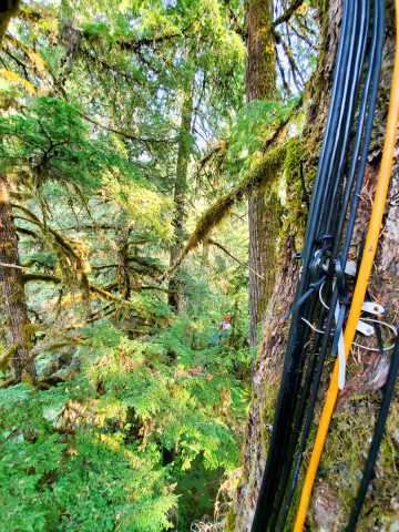 Canopy Ecology Field Work 2021