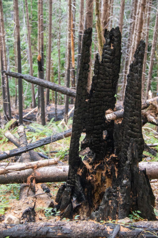 Post-fire vegetation survey WS1 2021