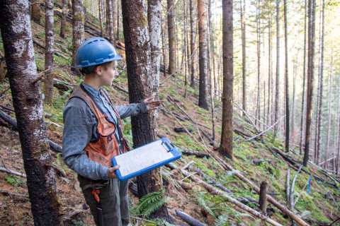 Post-fire vegetation survey WS1 2021