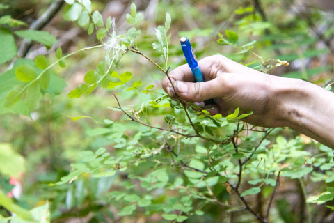 Post-fire vegetation survey WS1 2021