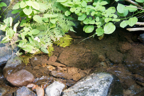 Mack Creek Vertebrates Study 2021