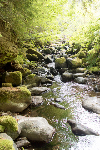 Mack Creek Vertebrates Study 2021