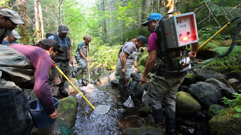 Mack Creek Vertebrates Study 2021