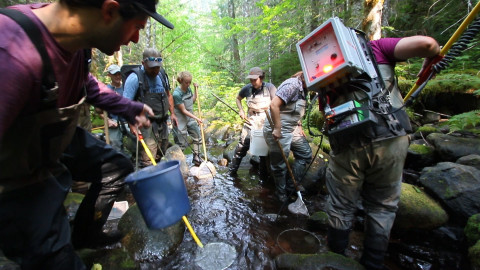 Mack Creek Vertebrates Study 2021
