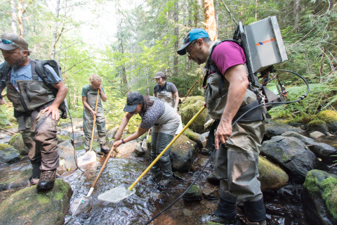 Mack Creek Vertebrates Study 2021