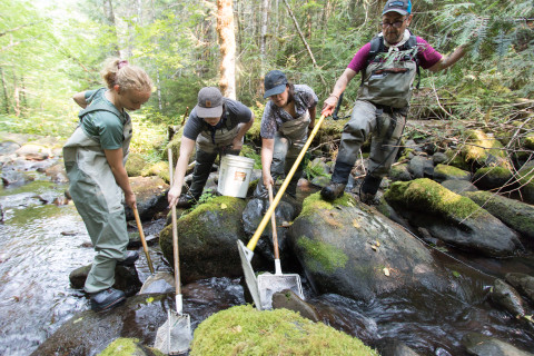 Mack Creek Vertebrates Study 2021