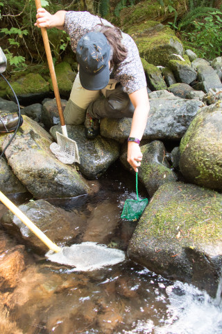 Mack Creek Vertebrates Study 2021