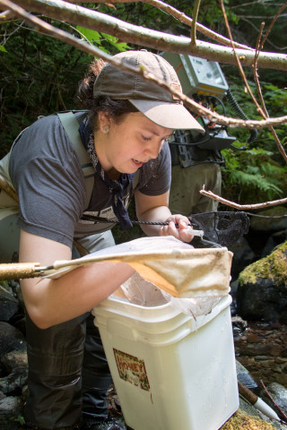 Mack Creek Vertebrates Study 2021