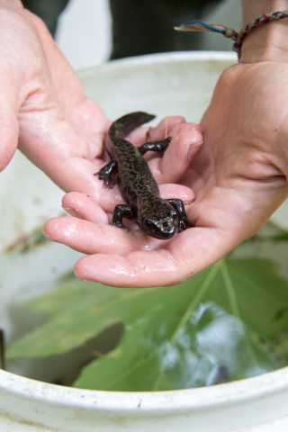 Mack Creek Vertebrates Study 2021