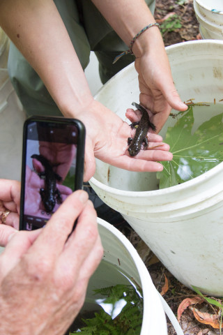 Mack Creek Vertebrates Study 2021