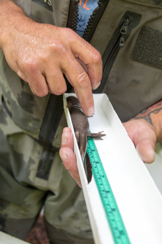 Mack Creek Vertebrates Study 2021