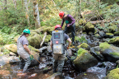 Mack Creek Vertebrates Study 2021