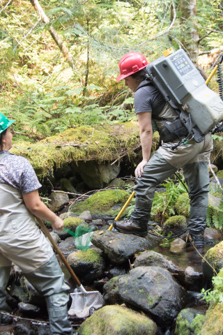 Mack Creek Vertebrates Study 2021