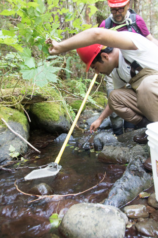 Mack Creek Vertebrates Study 2021