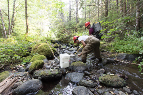 Mack Creek Vertebrates Study 2021
