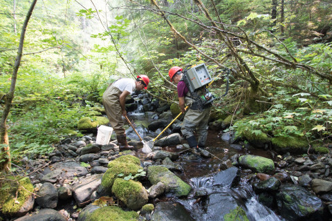 Mack Creek Vertebrates Study 2021
