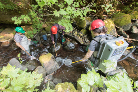 Mack Creek Vertebrates Study 2021